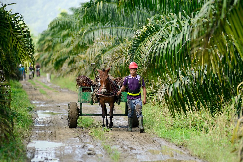 A man leads a donkey with a cart full of palm fruit along a road. There are palm trees on both sides of the road.