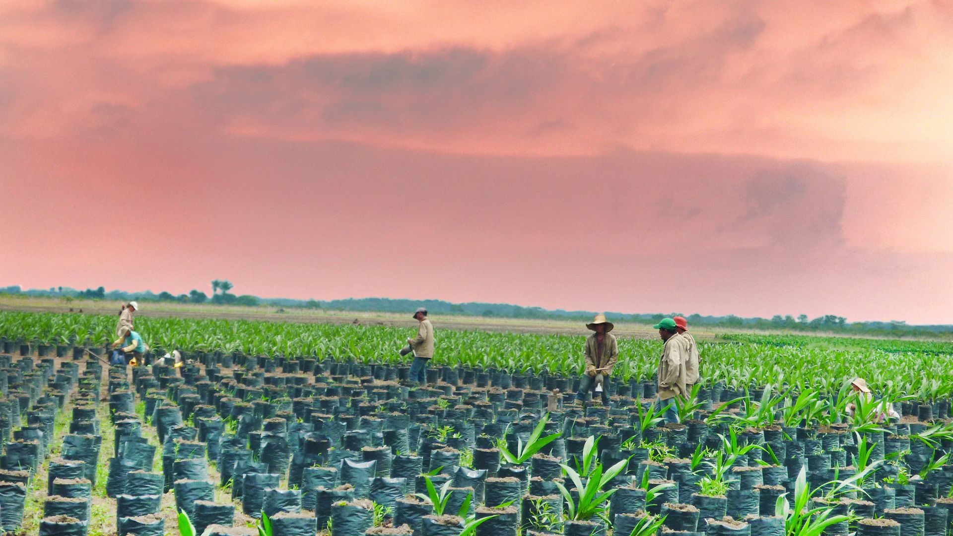Farmers at work on an oil palm plantation.