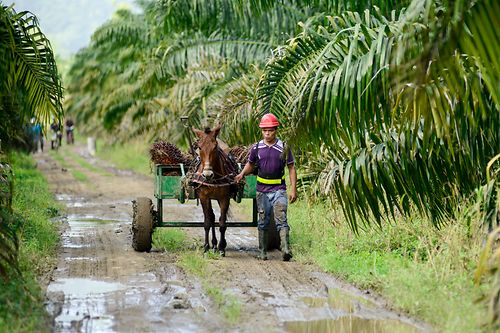 A smallholder with his horse on an oil palm plantation. 