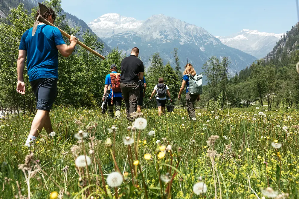 Erfolgreiche Renaturierung des alpinen Auwalds auf der Schwemmalm im Zillertal