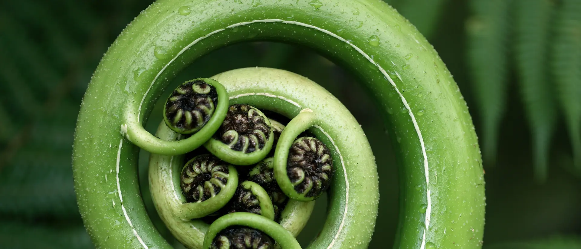A close-up of an unfurling green fern frond, shaped in a spiral with small curled leaflets at its center, surrounded by lush green fern leaves.
