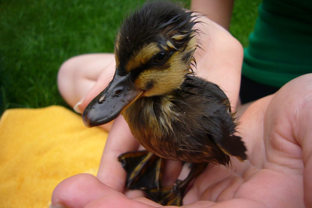 MIT Photo Competition 2014: Orphaned duckling in Germany