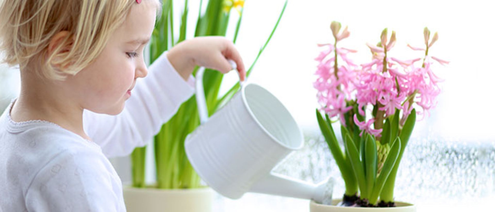Tipps zur Pflege Ihrer Zimmerpflanzen